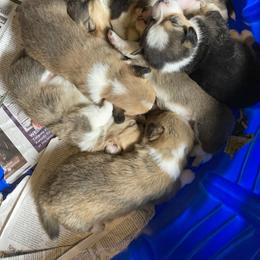 Pembroke Welsh Corgi Puppies from Mount Garfield Corgis