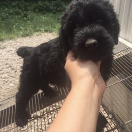 Giant Schnauzer Puppies from Jordan Giant Schnauzers