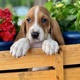 Gail - Red and white female Basset Hound puppy in Maryland from Grind Stone Breeding Kennels