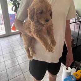 Female 1, General litter, no individual pictures yet - Red  female Goldendoodle puppy in Austin, Texas from Central Texas Doodles