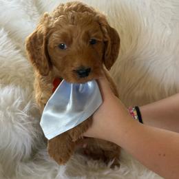 Orange collar Snoopy - Apricot male Goldendoodle puppy in Fontana, California from Grammy's Puppy Love doodles and poodles