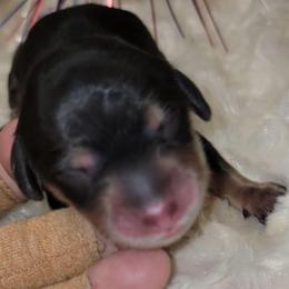 Nessie - Black and cream female Dachshund puppy in Terlton, Oklahoma from CLARK'S BREEDING PROGRAM