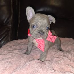 Elsie - Blue fawn female French Bulldog puppy in Graham, Washington from Olivia's Miniature Schnauzer's and French Bulldogs