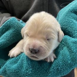 Pickles - Light golden male Golden Retriever puppy in Ennis, Texas from Amberidge Golden Retrievers