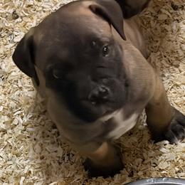 Tonka - Brown male Boerboel puppy in Laramie, Wyoming from Standing Stone Boerboels