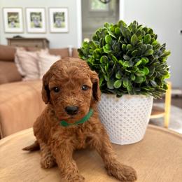 Denver - Red  male Goldendoodle puppy in Alamance County, North Carolina from Doodle Squad Puppies