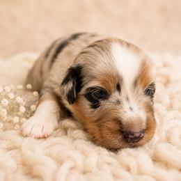 Ranier - Blue merle male Miniature Australian Shepherd puppy in Macomb, Missouri from Show Me MO Aussies
