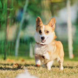 Pembroke Welsh Corgi Puppies from Outlands Corgis