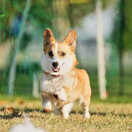 Pembroke Welsh Corgi Puppies from Outlands Corgis
