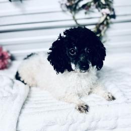 Loretta - Parti female Poodle puppy in Elgin, South Carolina from Silver Bells Paw Prints