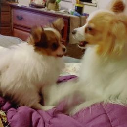 Boxer and Papillon Puppies from Tradition Boxers and Papillons