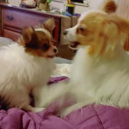 Boxer and Papillon Puppies from Tradition Boxers and Papillons