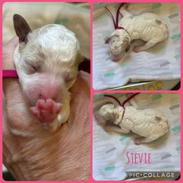 Stevie - Parti female Poodle puppy in Mount Vernon, Illinois from AMC Poodles