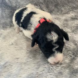 Dottie - Parti female Poodle puppy in Haddam, Kansas from Golden B Acres
