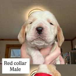 Red collar - Red and white male Basset Hound puppy in Kenansville, Florida from Fancy Hounds