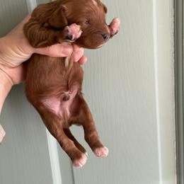 Cavapoo Puppies from Buttercup Doodles