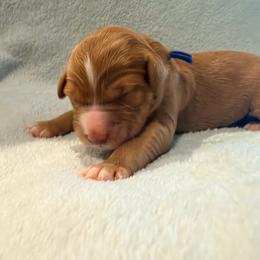 Blue Puppy - male Golden Mountain Doodle puppy in Fulshear, Texas from Summer Conner