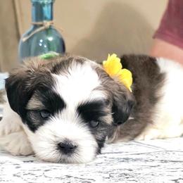 Cooper Howard Uselton - Brindle and white male Shihpoo puppy in Eldon, Missouri from B&B Designer Shihpoo’s