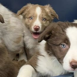 Border Collies from Spotted Dreams Farm