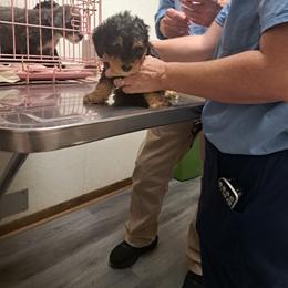 Bess - Phantom female Bernedoodle puppy in Lafayette, Alabama from Williams Lake Kennels