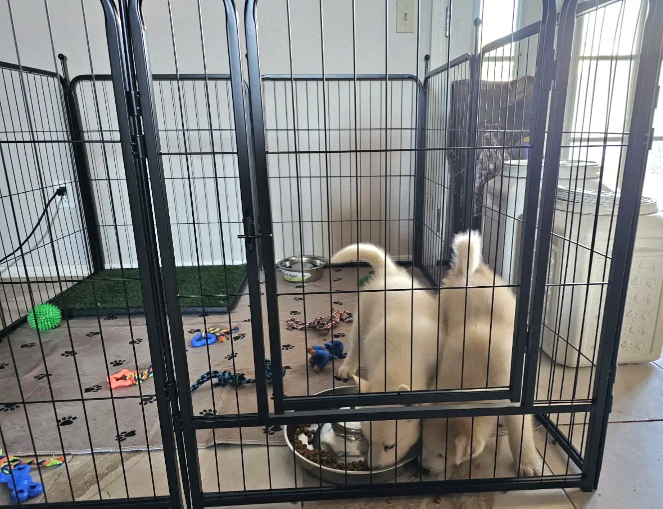 Pomsky Puppies from Peoria Pomskies