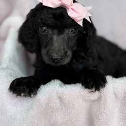 Poodle Puppies from Silver Lining Poodles