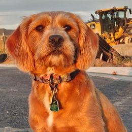 Labradoodles from Colorado RedEmber Labradoodles