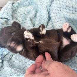 Lucia - Chocolate female Labradoodle puppy in Manchaca, Texas from Heartrock Labradoodles
