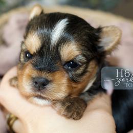 Toby - Black and tan male Yorkshire Terrier puppy in Austin, Texas from H6 Yorkies