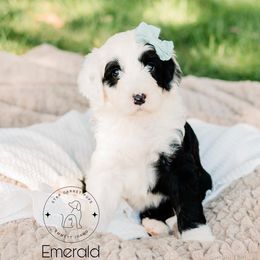 Aussiedoodle, Australian Shepherd, Old English Sheepdog, and Sheepadoodle Puppies from Star Garnet Pups
