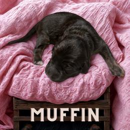Muffin - Sable female Aussiedoodle puppy in Ellenburg Center, New York from Kristin's Puppies