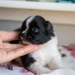 Nutmeg - Tri-colored female Pomeranian puppy in Saint Ignatius, Montana from Pomeranians Montana