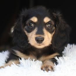 Liberty - Black and cream female Dachshund puppy in Azle, Texas from American Dachshunds