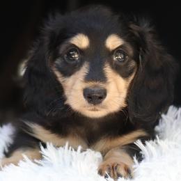 Liberty - Black and cream female Dachshund puppy in Azle, Texas from American Dachshunds