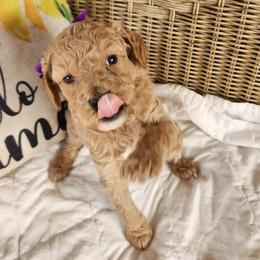 Heart - Apricot female Goldendoodle puppy in Augusta, Georgia from Ivey's Poodles & Doodles