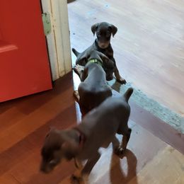Girl - Red and rust female Doberman Pinscher puppy in Puyallup, Washington from Aj bostons and Dobermans