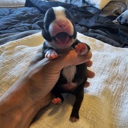 Boy 2/Red Collar - Brindle and white Boston Terrier puppy in Rapid City, South Dakota from Little Daemons Boston Terriers