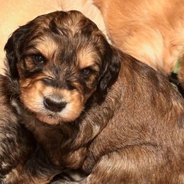 Girl 4 - Sable female Goldendoodle puppy in Gig Harbor, Washington from Sandy’s Goldendoodles