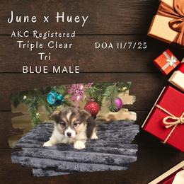 Blue male - Black and tan male Pembroke Welsh Corgi puppy in Campbellsburg, Indiana from Kates Corgis