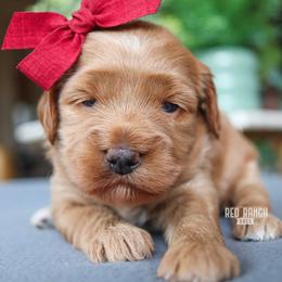 Daisy - Apricot female Goldendoodle puppy in Salado, Texas from Red Ranch Dogs