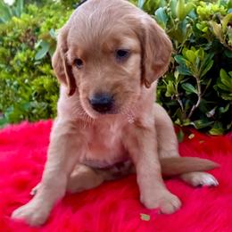 Athena - Light golden female Golden Retriever puppy in Santa Ana, California from American Golden Retrievers