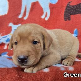 Boy 2 - Yellow male Labrador Retriever puppy in Potosi, Wisconsin from Point and Flush Gun Dogs