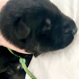 Green Girl - Black and red female German Shepherd puppy in Rolesville, North Carolina from Ransomshire Shepherds