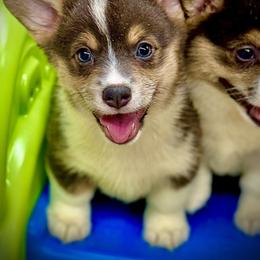 Skyla-Adorable girl with her natural long tail - Blue female Pembroke Welsh Corgi puppy in Taylorsville, North Carolina from Mill Creek’s Pembroke Welsh Corgis and French Bulldogs