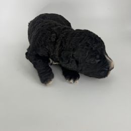 Tan Boy - Bernedoodle puppy in Wexford County, Michigan from Blissful Bernedoodles