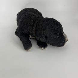 Tan Boy - Bernedoodle puppy in Wexford County, Michigan from Blissful Bernedoodles