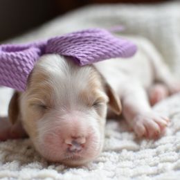 Goldendoodle Puppies from Edge Farm Goldendoodles