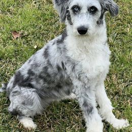 Aussiedoodles from A Doodle’s Tail