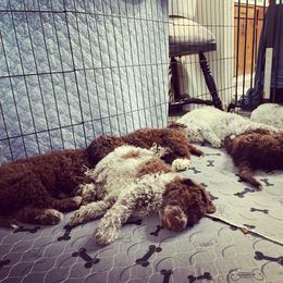 Lagotto Romagnolo Puppies from Agapē Lagotto Romagnolo