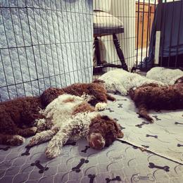 Lagotto Romagnolo Puppies from Agapē Lagotto Romagnolo